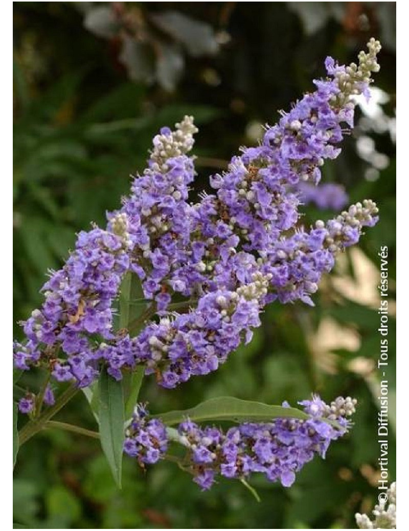 VITEX agnus-castus f.latifolia3