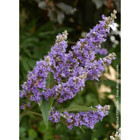 VITEX agnus-castus f.latifolia3