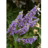 VITEX agnus-castus f.latifolia3