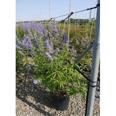 VITEX agnus-castus f.latifolia (Gattilier, Arbre au poivre) En pot de 15-20 litres forme buisson