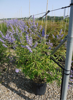 VITEX agnus-castus f.latifolia En pot de 15-20 litres
