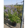 VITEX agnus-castus f.latifolia (Gattilier, Arbre au poivre) En pot de 15-20 litres forme buisson