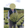 ABELIA SPARKLING SILVER En pot de 10-12 litres buisson diamètre 050-060 cm
