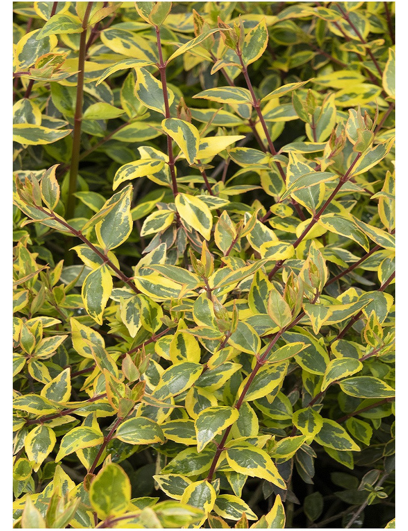 ABELIA grandiflora SUNSHINE DAYDREAM ® Cov (Abélia à grandes fleurs Sunshine Daydream) ABELIA grandiflora SUNSHINE DAYDREAM ® Cov (Abélia à grandes fleurs Sunshine Daydream)