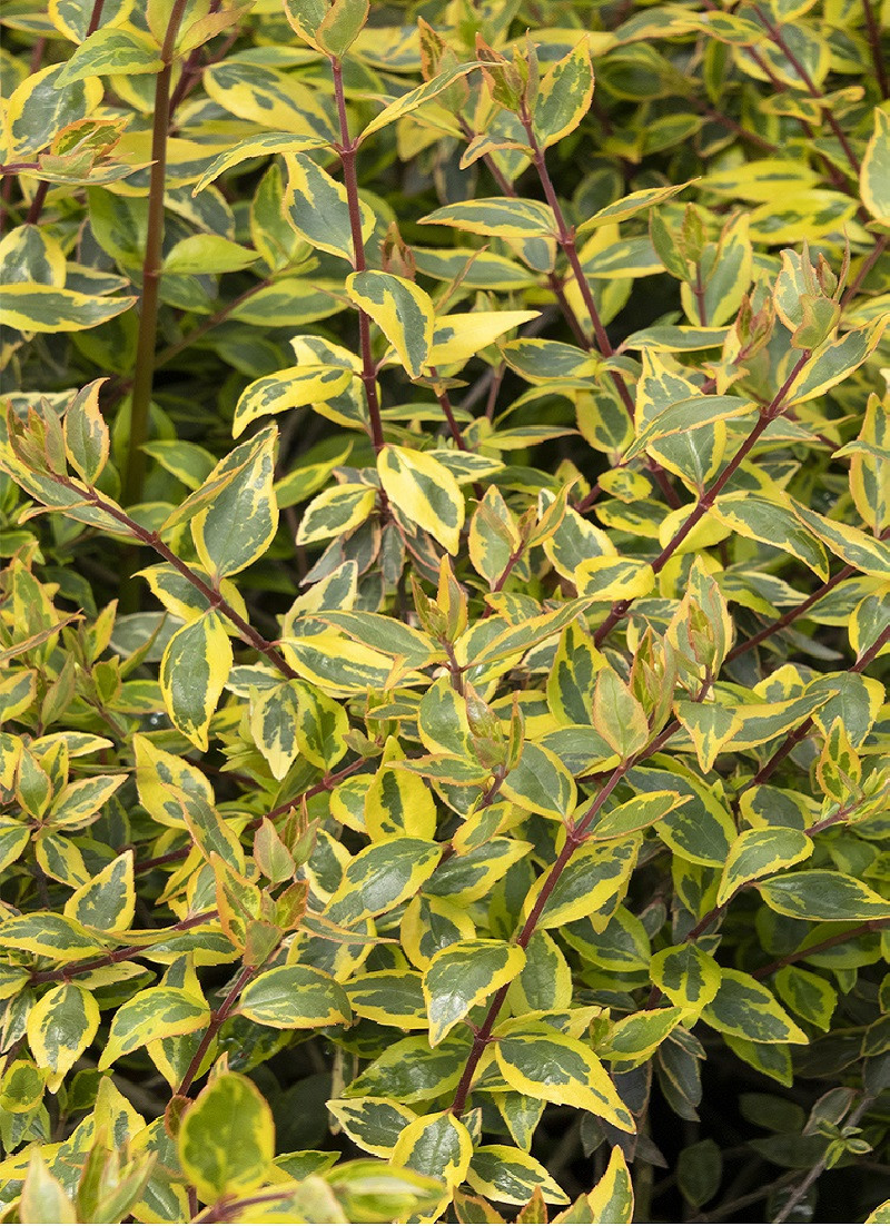 abelia-a-grandes-fleurs-sunshine-daydream-abelia-grandiflora-sunshine-daydream.jpg