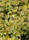 abelia-a-grandes-fleurs-sunshine-daydream-abelia-grandiflora-sunshine-daydream.jpg