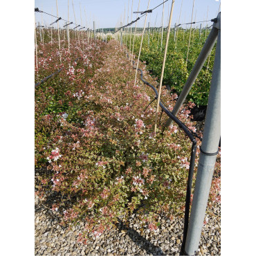 ABELIA SUNSHINE DAYDREAM En pot de 15-20 litres buisson diamètre 060-080 cm