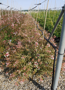 ABELIA SUNSHINE DAYDREAM En pot de 15-20 litres buisson diamètre 060-080 cm