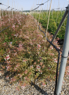 abelia-a-grandes-fleurs-sunshine-daydream-abelia-grandiflora-sunshine-daydream-3.jpg