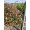 ABELIA SUNSHINE DAYDREAM En pot de 15-20 litres buisson diamètre 060-080 cm