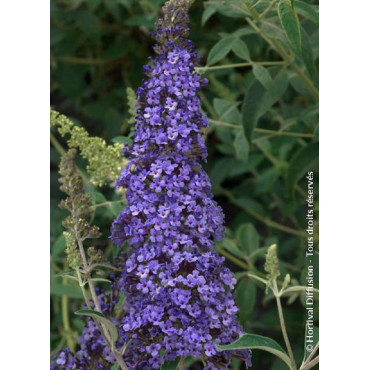 BUDDLEJA davidii REVE DE PAPILLON ® BLUE (Arbre aux papillons)