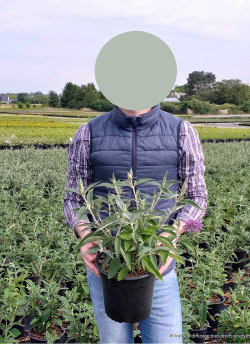 BUDDLEIA davidii En pot de 4-5 litres buisson hauteur 040-060 cm