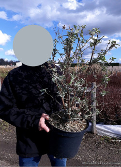 BUDDLEIA davidii En pot de 10-12 litres buisson hauteur 060-080 cm