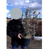 BUDDLEJA davidii RÊVE PAPILLON En pot de 10-12 litres