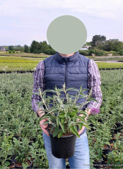 BUDDLEIA davidii BLACK KNIGHT En pot de 4-5 litres buisson hauteur 040-060 cm