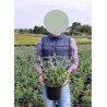 BUDDLEJA davidii RÊVE PAPILLON En pot de 4-5 litres