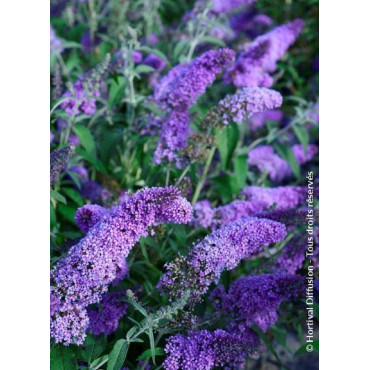 BUDDLEJA davidii RÊVE DE PAPILLON ® LAVENDER (Arbre aux papillons)