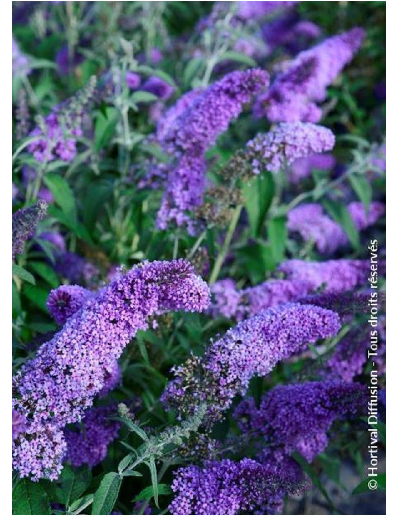 BUDDLEJA davidii RÊVE DE PAPILLON ® LAVENDER (Arbre aux papillons)