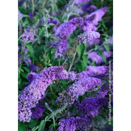 BUDDLEJA davidii RÊVE DE PAPILLON ® LAVENDER (Arbre aux papillons)