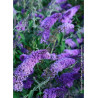 BUDDLEJA davidii RÊVE DE PAPILLON ® LAVENDER (Arbre aux papillons)