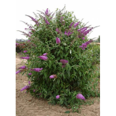 BUDDLEJA davidii RÊVE DE PAPILLON ® PINK (Arbre aux papillons)1