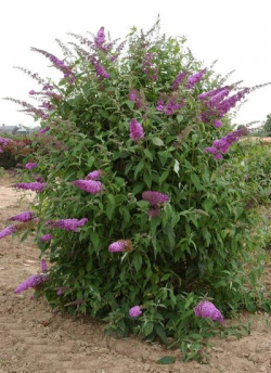 BUDDLEJA davidii RÊVE DE PAPILLON PINK