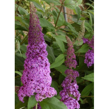 BUDDLEJA davidii RÊVE DE PAPILLON ® PINK (Arbre aux papillons)