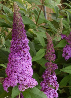 BUDDLEJA davidii RÊVE DE PAPILLON PINK
