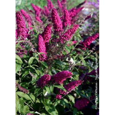 BUDDLEJA davidii RÊVE DE PAPILLON ® RED (Arbre aux papillons)1