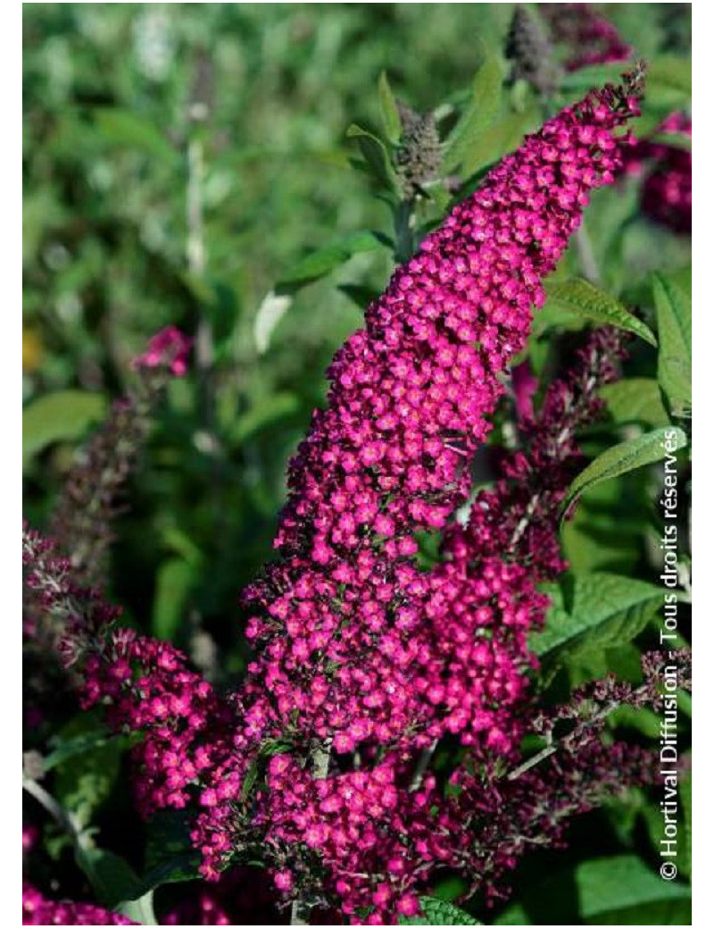 BUDDLEJA davidii RÊVE DE PAPILLON ® RED (Arbre aux papillons)