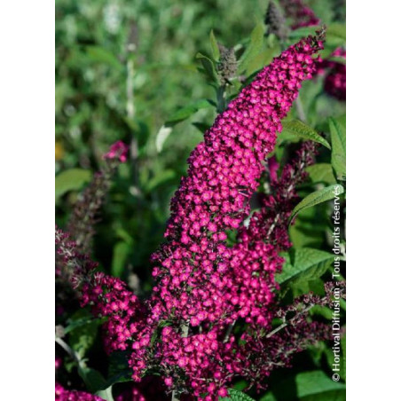 BUDDLEJA davidii RÊVE DE PAPILLON ® RED (Arbre aux papillons)