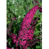 BUDDLEJA davidii RÊVE DE PAPILLON ® RED (Arbre aux papillons)