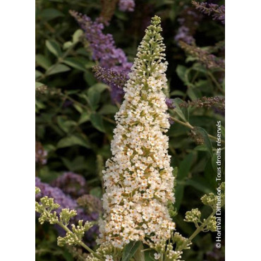 BUDDLEJA davidii RÊVE DE PAPILLON ® WHITE (Arbre aux papillons)