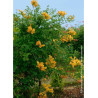 CAMPSIS tagliabuana GOLDEN TRUMPET ® (Bignone)1