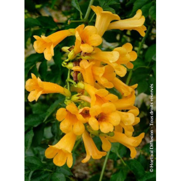 CAMPSIS tagliabuana GOLDEN TRUMPET ® (Bignone)