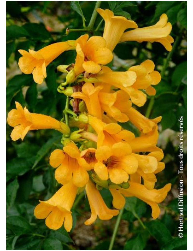 CAMPSIS tagliabuana GOLDEN TRUMPET ® (Bignone)