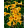 CAMPSIS tagliabuana GOLDEN TRUMPET ® (Bignone)