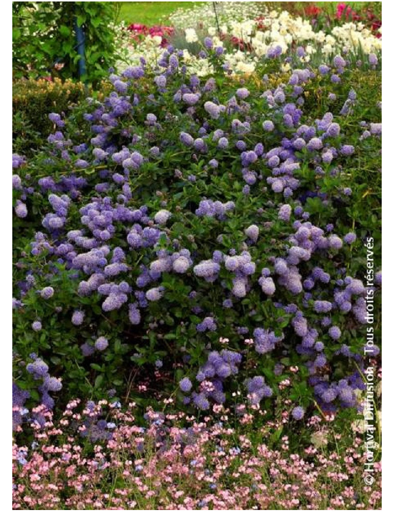 CEANOTHUS thyrsiflorus REPENS (Céanothe rampante)