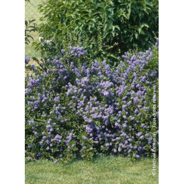 CEANOTHUS thyrsiflorus REPENS (Céanothe rampante)1