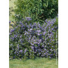 CEANOTHUS thyrsiflorus REPENS