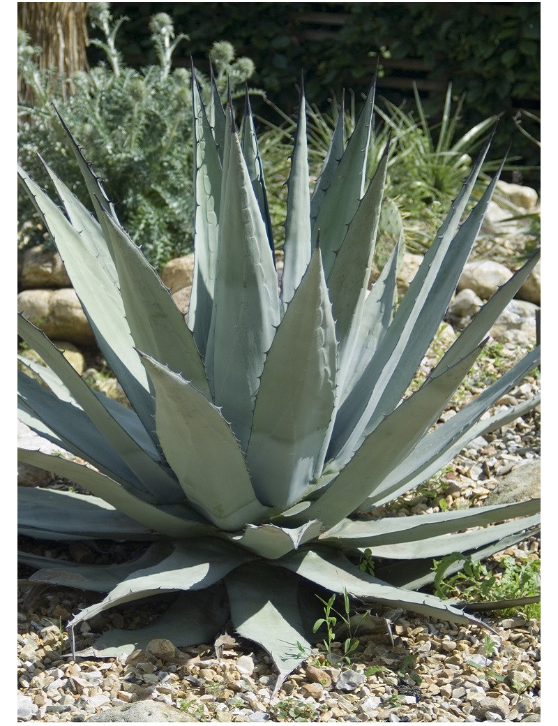 AGAVE americana (Agave d'Amérique)1