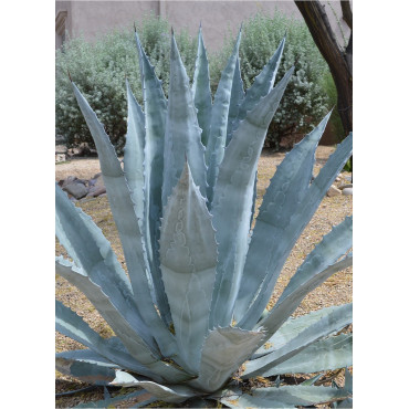 AGAVE americana (Agave d'Amérique)2