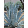 AGAVE americana (Agave d'Amérique)2