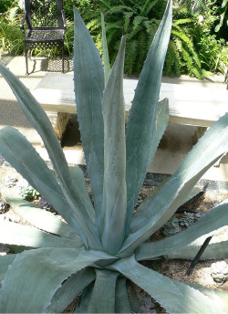 AGAVE americana
