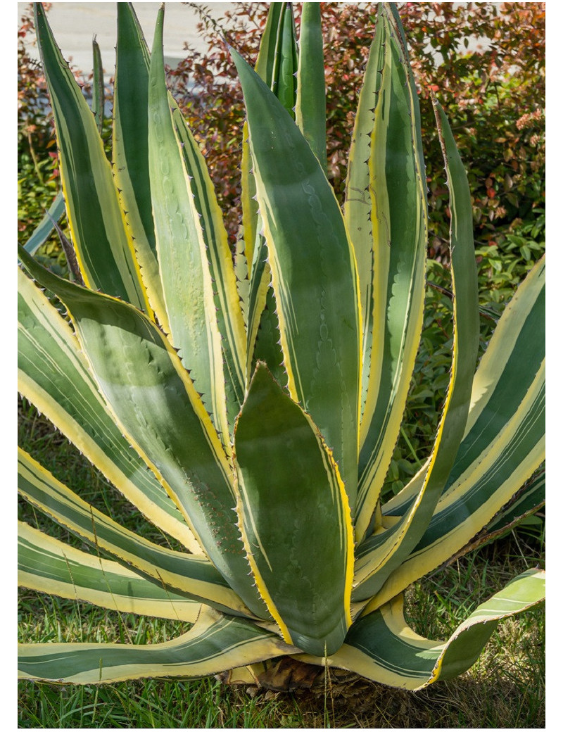 AGAVE americana VARIEGATA (Agave d'Amérique panaché)3