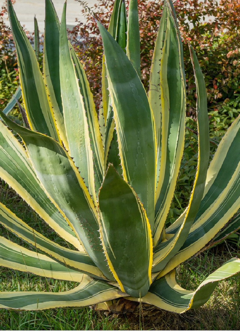 agave-damerique-panache-agave-americana-variegata.jpg