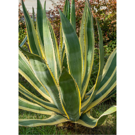 AGAVE americana VARIEGATA (Agave d'Amérique panaché)3