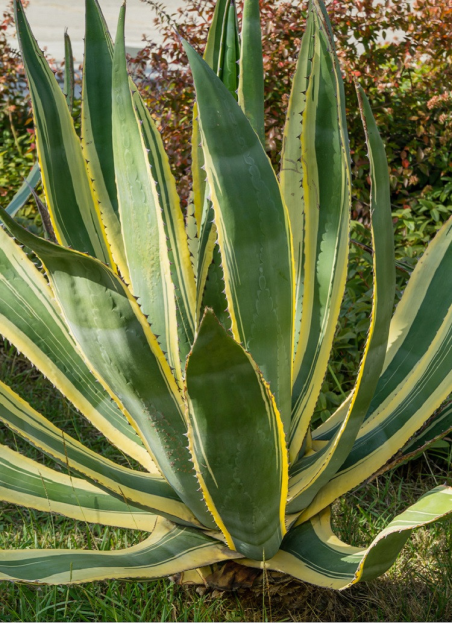 agave-damerique-panache-agave-americana-variegata.jpg