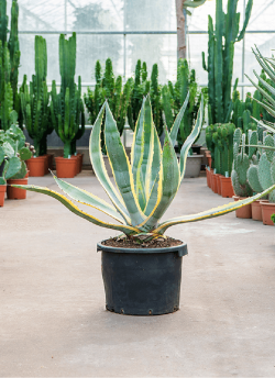 agave-damerique-panache-agave-americana-variegata-6.jpg