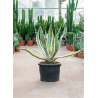 AGAVE americana VARIEGATA (Agave d'Amérique panaché) En pot de 25-30 litres